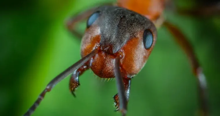 Mrówki w domu i ogrodzie – jak się ich pozbyć?