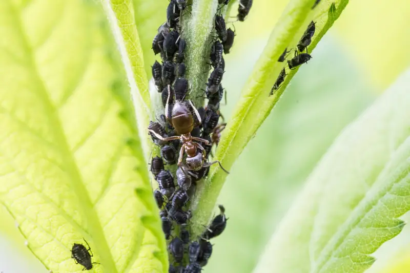 Jak pozbyć się mrówek z odrodu